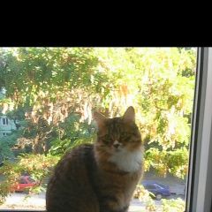 Подробнее об объявлении «Пропал кот Курск» Фото: пропала кошка Сибирская кошка «Пропал кот Курск» в г. Курск