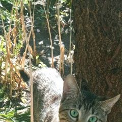 Подробнее об объявлении «Воронеж Пропал кот серый, может хромать на праву» Фото: пропала кошка  «Воронеж Пропал кот серый, может хромать на праву» в г. Воронеж