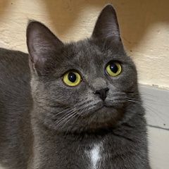 ����: ������� �����  �������� ����� ������� � �. �������