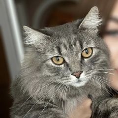 Подробнее об объявлении «Пенза Пропал кот» Фото: пропала кошка Сибирская кошка «Пенза Пропал кот» в г. Пенза