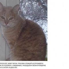 Картинка пропала кошка В городе Омск потерялся коте. Омск