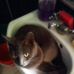 Подробнее об объявлении «Пропал кот Воскресенск» Фото: пропала кошка Русская голубая кошка «Пропал кот Воскресенск» в г. Воскресенск