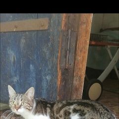 Подробнее об объявлении «Пропал кот Воронеж» Фото: пропала кошка  «Пропал кот Воронеж» в г. Воронеж