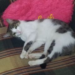 Подробнее об объявлении «Пропала кошка Адлер» Фото: пропала кошка  «Пропала кошка Адлер» в г. Адлер