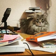 Подробнее об объявлении «Краснодар Пропал кот» Фото: пропала кошка  «Краснодар Пропал кот» в г. Краснодар