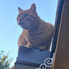 Подробнее об объявлении «Пропал кот Переславль-Залесский» Фото: пропала кошка  «Пропал кот Переславль-Залесский» в г. Переславль-Залесский