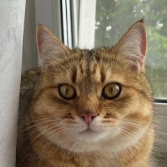 Подробнее об объявлении «Пропал кот ивачково симба Чехов» Фото: пропала кошка  «Пропал кот ивачково симба Чехов» в г. Чехов