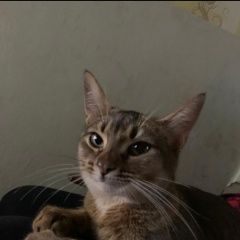 Подробнее об объявлении «Кагальницкая Пропала кошка помогите найти пожалйуста» Фото: пропала кошка Абиссинская кошка «Кагальницкая Пропала кошка помогите найти...» в г. Кагальницкая