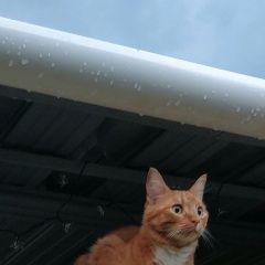 Подробнее об объявлении «Краснодар Пропал кот рыжий кот р-н» Фото: пропала кошка  «Краснодар Пропал кот рыжий кот р-н» в г. Краснодар