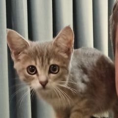 Подробнее об объявлении «Пропала кошка Нальчик» Фото: пропала кошка  «Пропала кошка Нальчик» в г. Нальчик