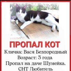 Подробнее об объявлении «Пропал кот ищу кота Энгельс» Фото: пропала кошка  «Пропал кот ищу кота Энгельс» в г. Энгельс