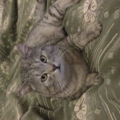 Подробнее об объявлении «Пропал кот барсик Владимир» Фото: пропала кошка Британская короткошерстная кошка «Пропал кот барсик Владимир» в г. Владимир