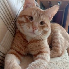 Подробнее об объявлении «Пропал кот Нахабино» Фото: пропала кошка  «Пропал кот Нахабино» в г. Нахабино