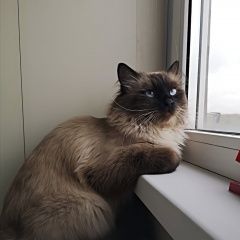 Подробнее об объявлении «Мытищи Пропал кот к» Фото: пропала кошка  «Мытищи Пропал кот к» в г. Мытищи