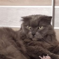 Подробнее об объявлении «Пропал кот помогите найти Уфа» Фото: пропала кошка  «Пропал кот помогите найти Уфа» в г. Уфа