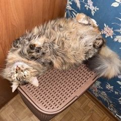 Подробнее об объявлении «Пропала кошка Тверь» Фото: пропала кошка  «Пропала кошка Тверь» в г. Тверь