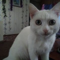 Подробнее об объявлении «Пропал кот Омск» Фото: пропала кошка  «Пропал кот Омск» в г. Омск