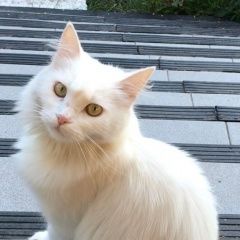 Подробнее об объявлении «Красногорск Пропала кошка дер.поздняково, снт липка» Фото: пропала кошка  «Красногорск Пропала кошка дер.поздняково, снт...» в г. Красногорск
