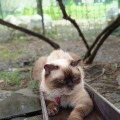 Подробнее об объявлении «Краснодар Пропала кошка домашняя.» Фото: пропала кошка Сиамская кошка «Краснодар Пропала кошка домашняя.» в г. Краснодар