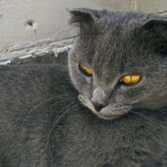 Подробнее об объявлении «Пропал кот учхоз Махачкала» Фото: пропала кошка  «Пропал кот учхоз Махачкала» в г. Махачкала