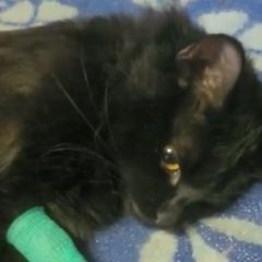 Подробнее об объявлении «Пропал кот Подольск» Фото: пропала кошка  «Пропал кот Подольск» в г. Подольск