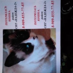 Подробнее об объявлении «Пропала кошка сиамская кошка Хабаровск» Фото: пропала кошка Сиамская кошка «Пропала кошка сиамская кошка Хабаровск» в г. Хабаровск