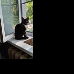 Подробнее об объявлении «Пропал кот Электросталь» Фото: пропала кошка  «Пропал кот Электросталь» в г. Электросталь