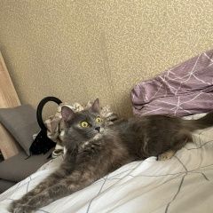 Подробнее об объявлении «Пропала кошка Фрязино» Фото: пропала кошка  «Пропала кошка Фрязино» в г. Фрязино