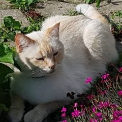 Подробнее об объявлении «Иваново Пропал кот местечко авдотьино, г.» Фото: пропала кошка  «Иваново Пропал кот местечко авдотьино, г.» в г. Иваново