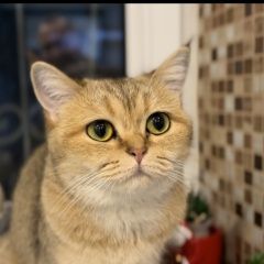 Подробнее об объявлении «Пропала кошка помогите найти кошку. Уфа» Фото: пропала кошка  «Пропала кошка помогите найти кошку. Уфа» в г. Уфа