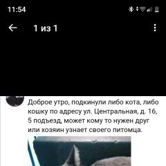 Подробнее об объявлении «Пропал кот Белоярский (Свердловская обл.)» Фото: пропала кошка  «Пропал кот Белоярский (Свердловская обл.)» в г. Белоярский (Свердловская обл.)