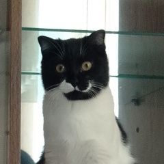 Подробнее об объявлении «Пропала кошка Ногинск» Фото: пропала кошка  «Пропала кошка Ногинск» в г. Ногинск