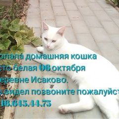 Подробнее об объявлении «Пропала кошка чисто белая домашняя Солнечногорск» Фото: пропала кошка  «Пропала кошка чисто белая домашняя Солнечногорск» в г. Солнечногорск