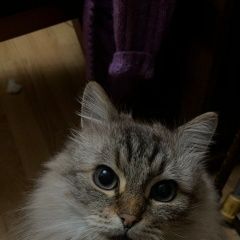 Подробнее об объявлении «Пропал кот Санкт-Петербург» Фото: пропала кошка Невская маскарадная «Пропал кот Санкт-Петербург» в г. Санкт-Петербург
