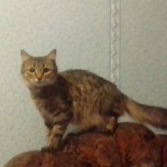 Подробнее об объявлении «Пропала кошка срочно Кольчугино» Фото: пропала кошка  «Пропала кошка срочно Кольчугино» в г. Кольчугино