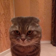 ����: ������� �����  ������� ������ ��� ��������� ����������� ���.� � �. ������