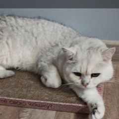 Подробнее об объявлении «Пропала кошка Коломна» Фото: пропала кошка  «Пропала кошка Коломна» в г. Коломна