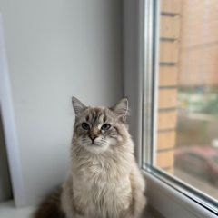 Подробнее об объявлении «Пропала кошка Уфа» Фото: пропала кошка Сибирская кошка «Пропала кошка Уфа» в г. Уфа