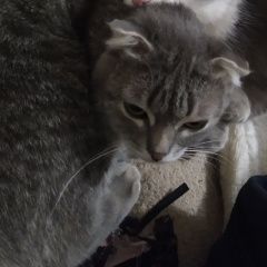 Подробнее об объявлении «Пропала кошка Саранск» Фото: пропала кошка  «Пропала кошка Саранск» в г. Саранск