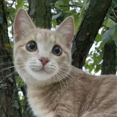 Подробнее об объявлении «Мытищи Пропала кошка помогите найти друга» Фото: пропала кошка  «Мытищи Пропала кошка помогите найти друга» в г. Мытищи