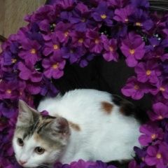 Подробнее об объявлении «Пропала кошка Колпино» Фото: пропала кошка  «Пропала кошка Колпино» в г. Колпино