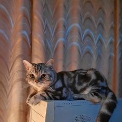 Подробнее об объявлении «Пропал кот бася 1, 5 года. Приволжск» Фото: пропала кошка Британская короткошерстная кошка «Пропал кот бася 1, 5 года. Приволжск» в г. Приволжск