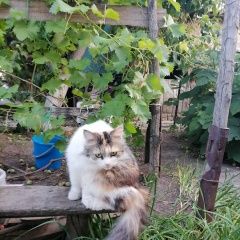 Подробнее об объявлении «Волгоград Пропала кошка» Фото: пропала кошка  «Волгоград Пропала кошка» в г. Волгоград