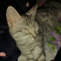 Подробнее об объявлении «Пропала кошка серо белая отзываетса имя милка Владикавказ» Фото: пропала кошка  «Пропала кошка серо белая отзываетса имя милка...» в г. Владикавказ