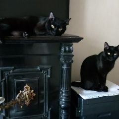 Подробнее об объявлении «Пропал кот Химки» Фото: пропала кошка  «Пропал кот Химки» в г. Химки