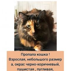 Подробнее об объявлении «Пропала кошка Санкт-Петербург» Фото: пропала кошка  «Пропала кошка Санкт-Петербург» в г. Санкт-Петербург