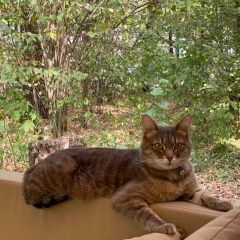 Подробнее об объявлении «Пропал кот бальтазар Жуковка» Фото: пропала кошка  «Пропал кот бальтазар Жуковка» в г. Жуковка