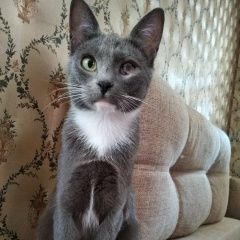 Подробнее об объявлении «Пропала кошка зовут дымка, дымочка. Истра» Фото: пропала кошка  «Пропала кошка зовут дымка, дымочка. Истра» в г. Истра