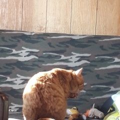 Подробнее об объявлении «Пропал кот Ижевск» Фото: пропала кошка Британская короткошерстная кошка «Пропал кот Ижевск» в г. Ижевск