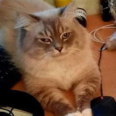 Подробнее об объявлении «Пропал кот Новосибирск» Фото: пропала кошка Невская маскарадная «Пропал кот Новосибирск» в г. Новосибирск